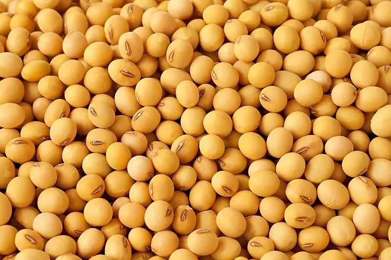 Customs clearance of imported soybeans